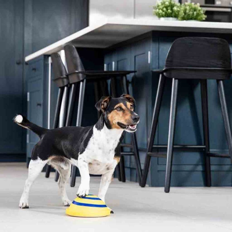 Sounding Disc Woof Glider Soft & Safe Indoor Pet Dogs Play Toy Pets Unique Interacts Entertainment Toys - Paw Pet