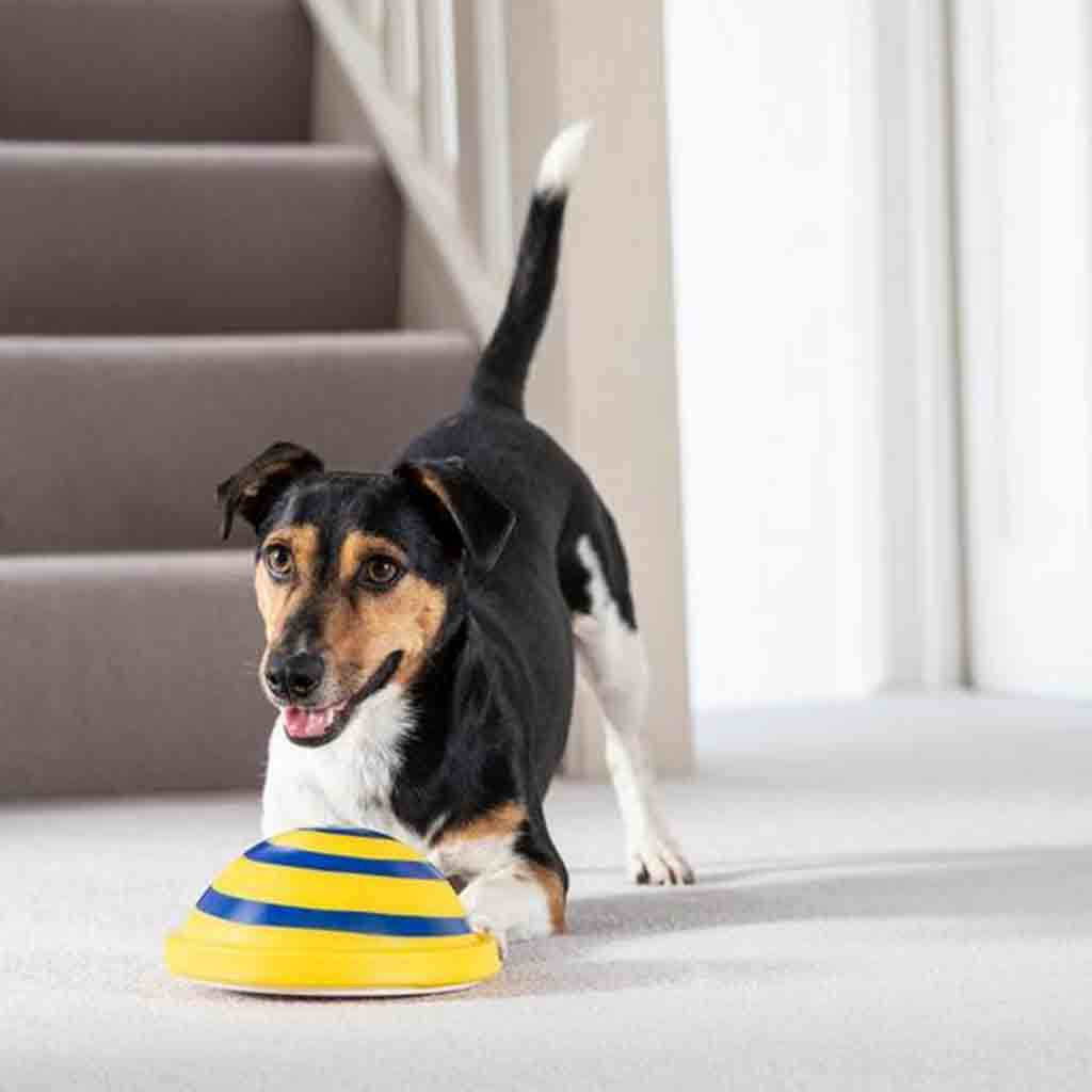 Sounding Disc Woof Glider Soft & Safe Indoor Pet Dogs Play Toy Pets Unique Interacts Entertainment Toys - Paw Pet